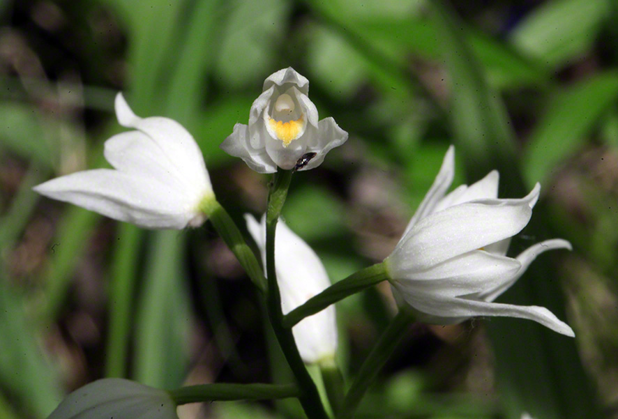 Schmalblatt-Waldvögelein - Cephalanthera longifolia