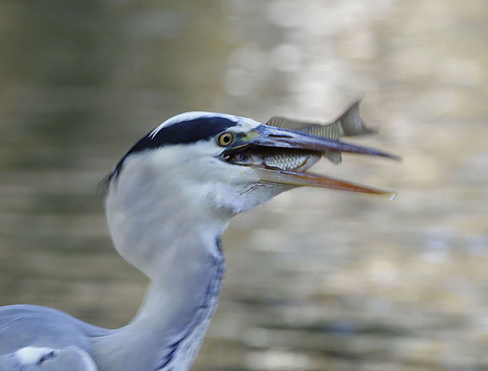 Türkenschanzpark, Graureiher