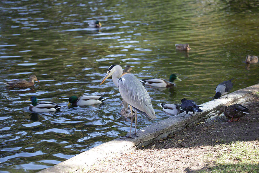 Türkenschanzpark, Graureiher