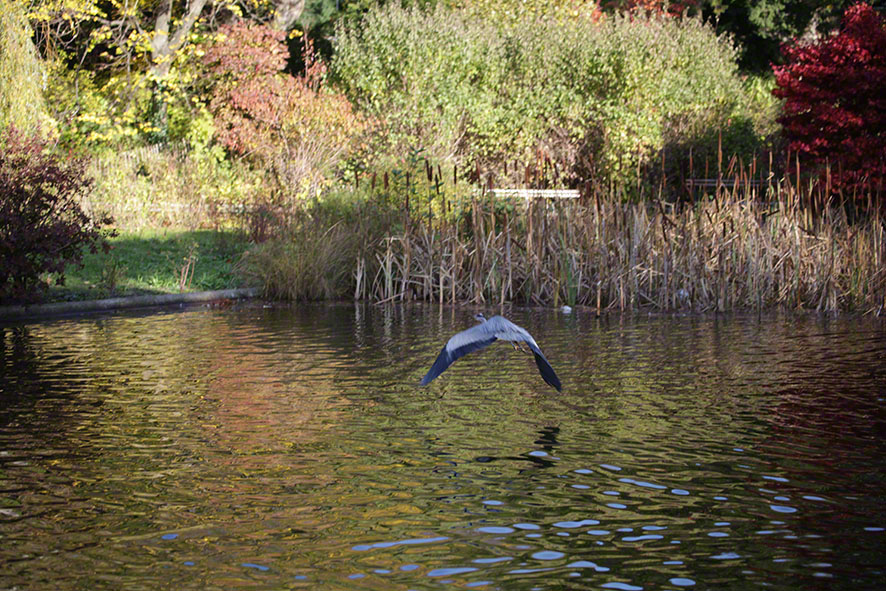 Türkenschanzpark, Graureiher