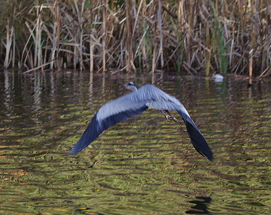 Türkenschanzpark, Graureiher