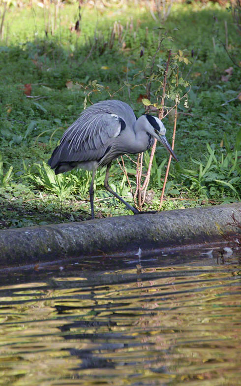 Türkenschanzpark,Graureiher
