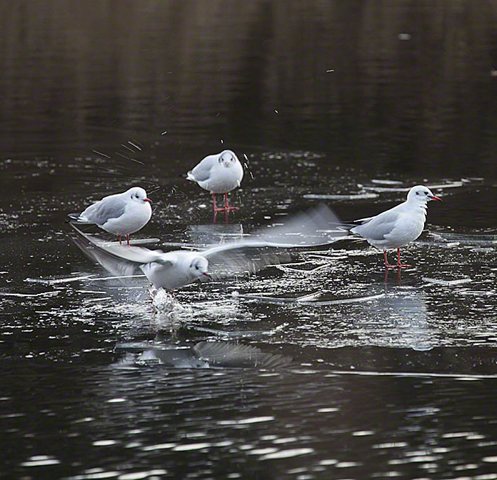Naufahrtwasser-Möwen