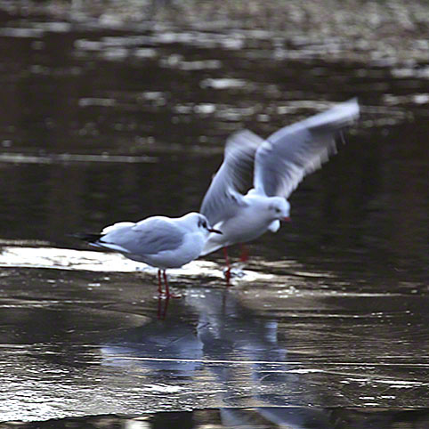 Naufahrtwasser-Möwen