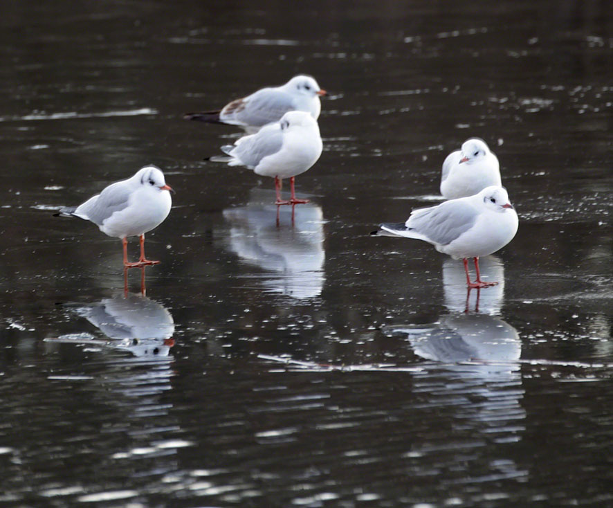 Naufahrtwasser-Möwen