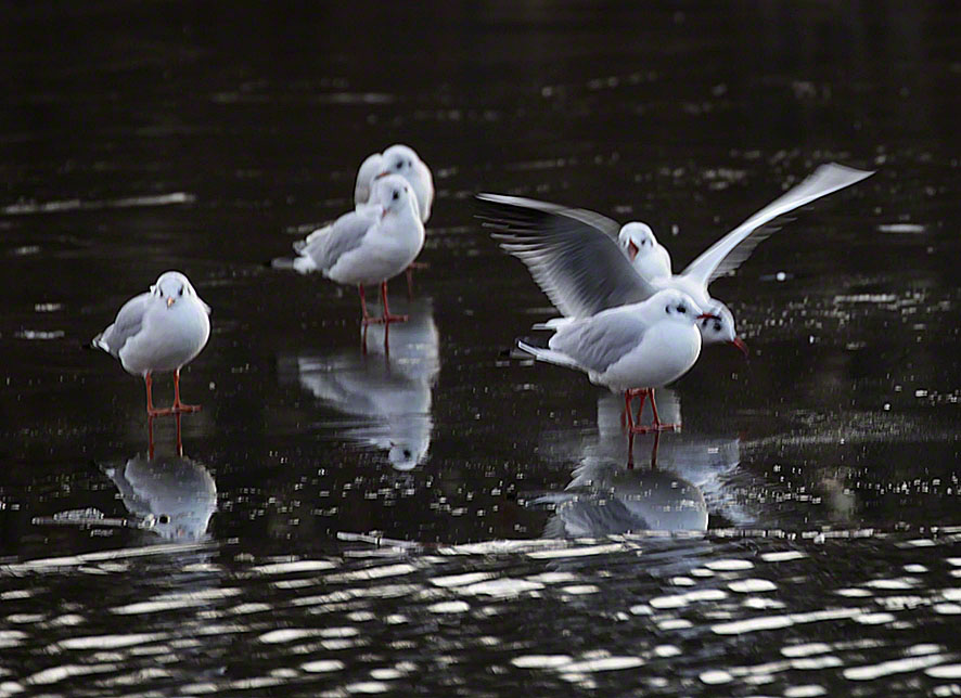 Naufahrtwasser-Möwen