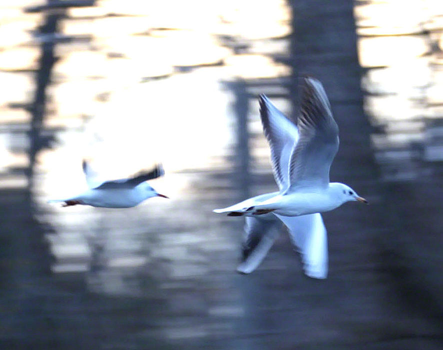 Naufahrtwasser-Möwen