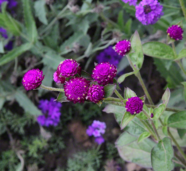 Zagreb, Botanischer Garten