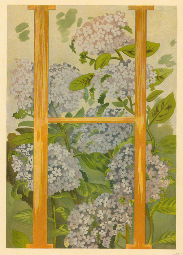 Margit 1903 Holunder