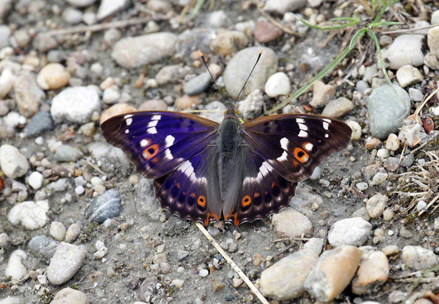 Lobau-Schillerfalter
