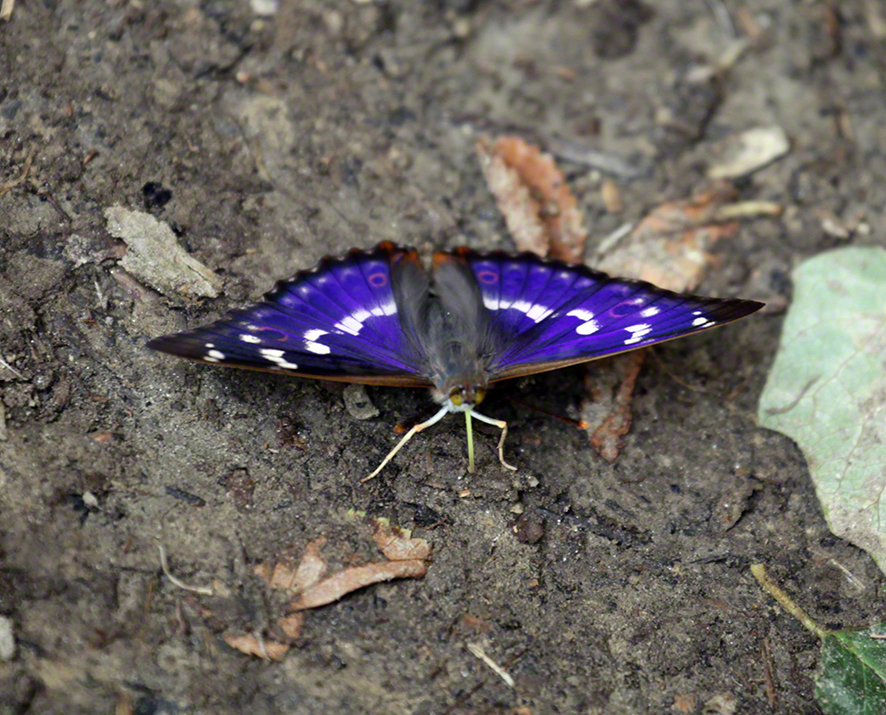 Lobau-Schillerfalter