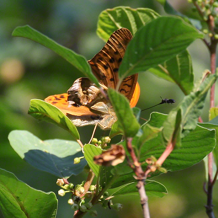 Kaisermantel - Argynnis paphia