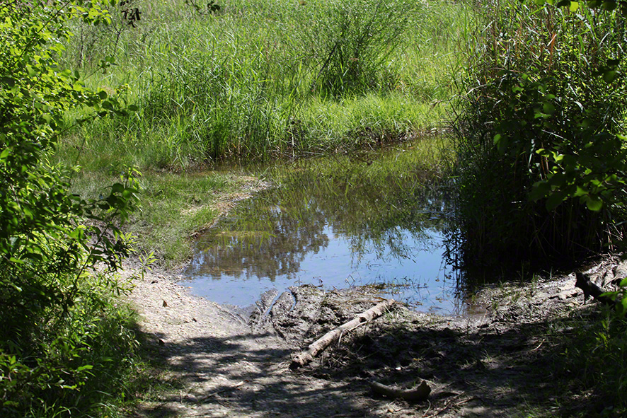Gewässer in der Lobau