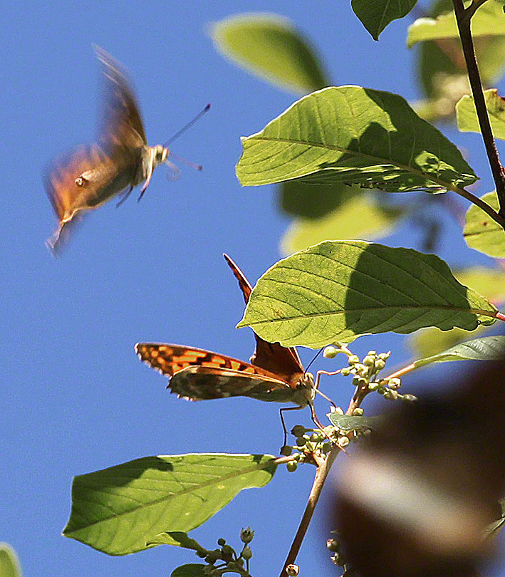 Kaisermantel - Argynnis paphia