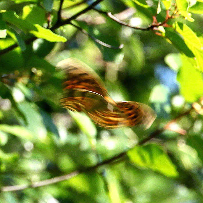 Kaisermantel - Argynnis paphia