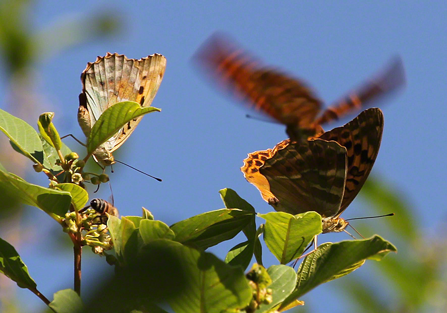 Kaisermantel - Argynnis paphia