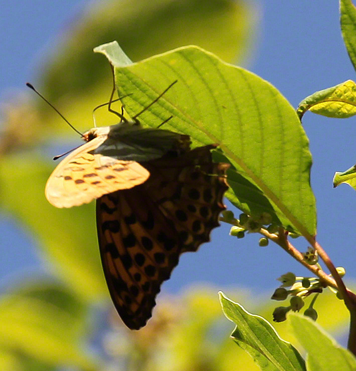 Kaisermantel - Argynnis paphia