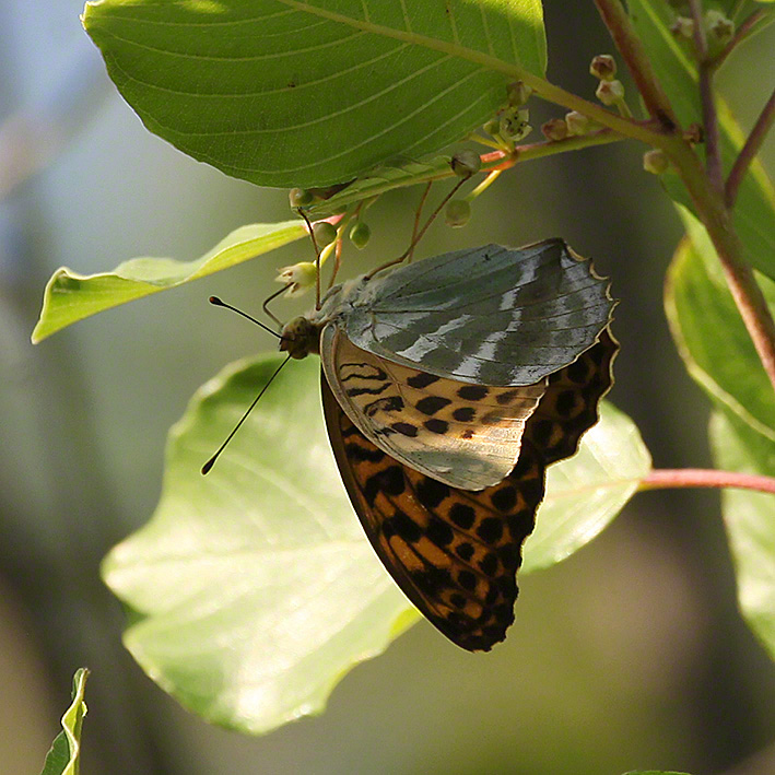 Kaisermantel - Argynnis paphia