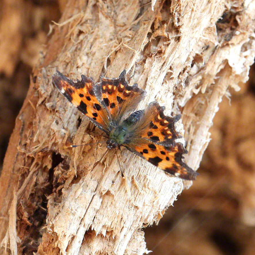 C-Falter (Polygonia c-album)
