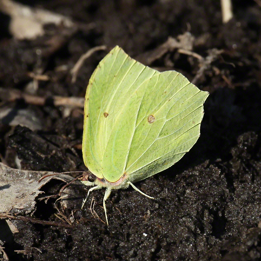 Zitronenfalter - Gonepteryx rhamni