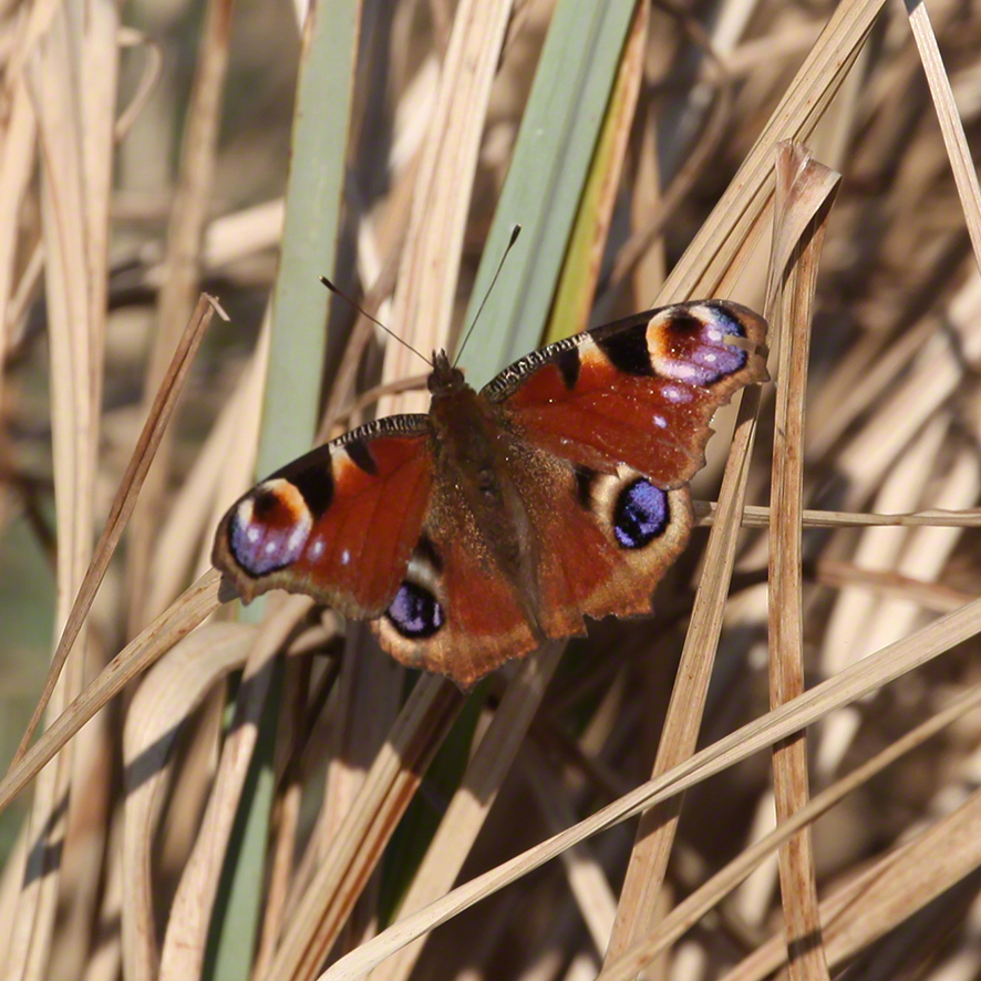 Tagpfauenauge - Aglais io
