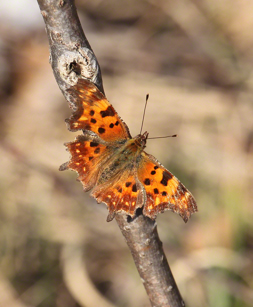 C-Falter (Polygonia c-album)
