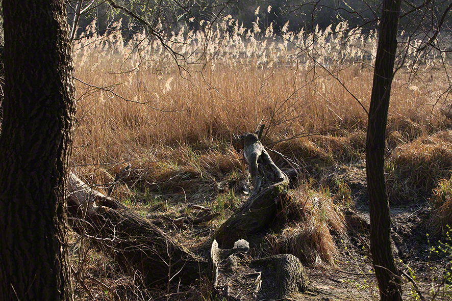 Lobau - Am Gewässer