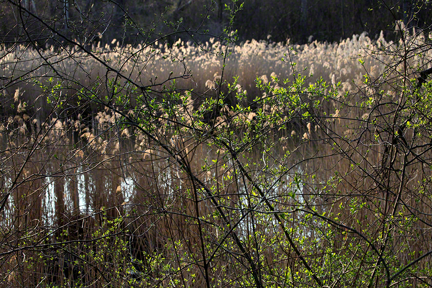 Lobau - Am Gewässer