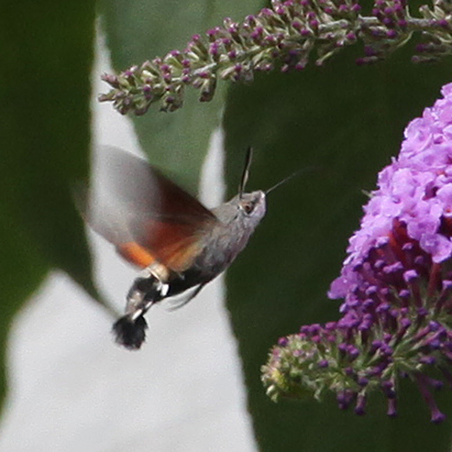 Taubenschwänzchen (Macroglossum stellatarum)