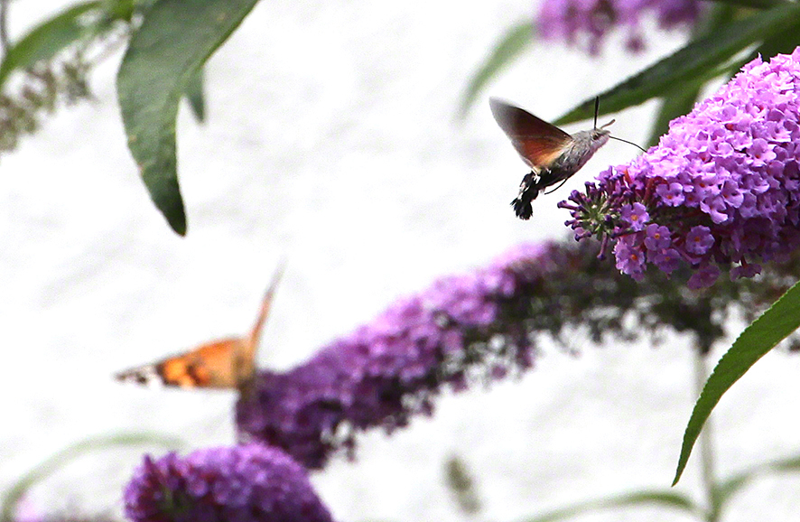 Taubenschwänzchen (Macroglossum stellatarum)