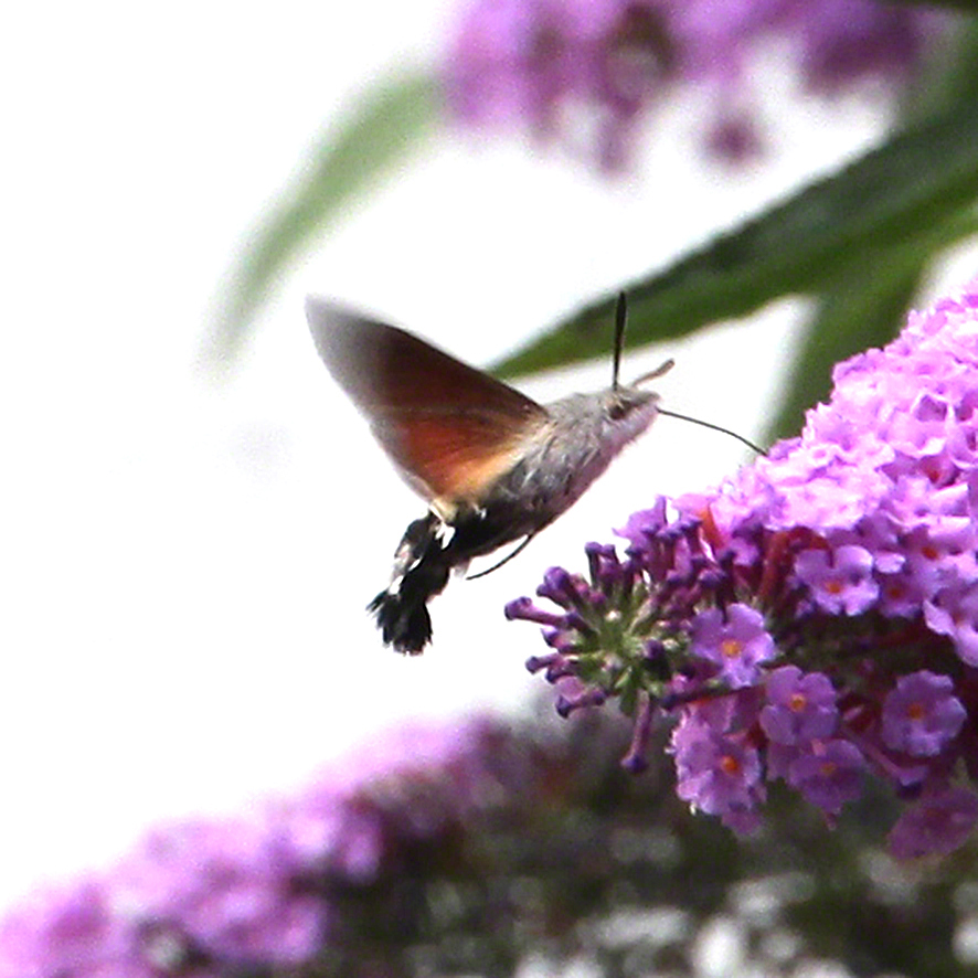 Taubenschwänzchen (Macroglossum stellatarum)