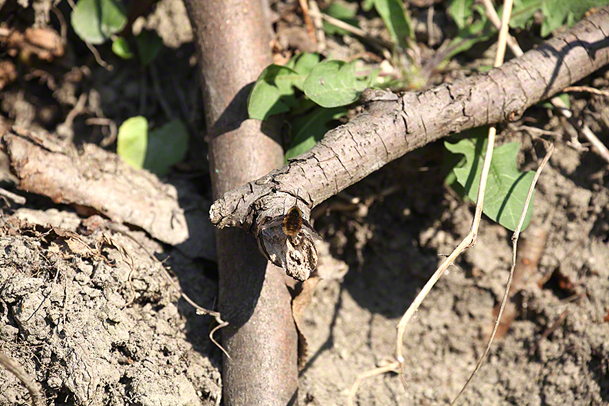 Großer Wollschweber- Bombylius major