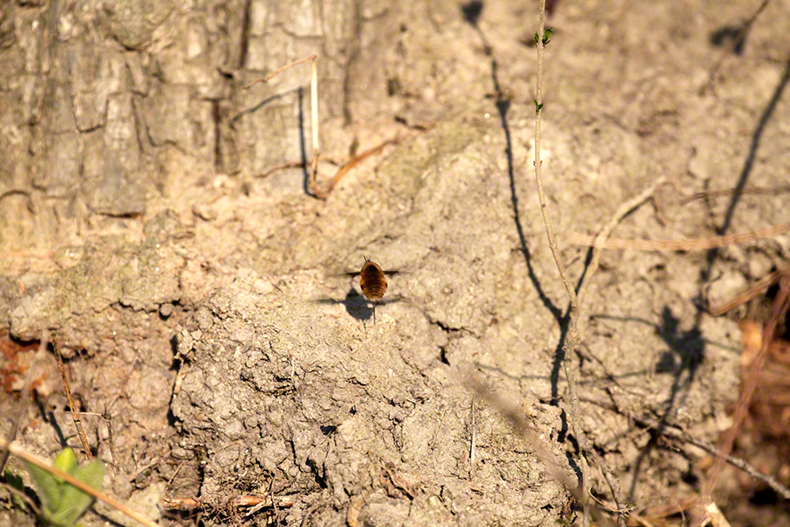 Großer Wollschweber- Bombylius majus