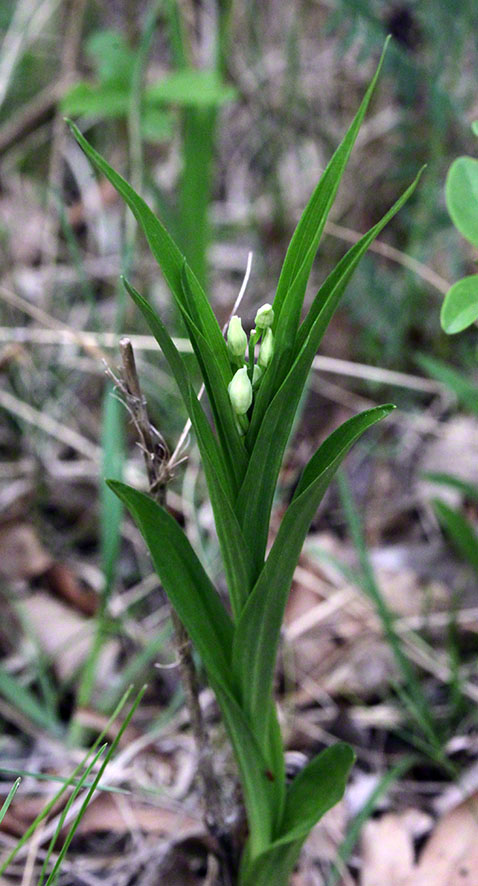 Lobau Weißes Waldvöglein