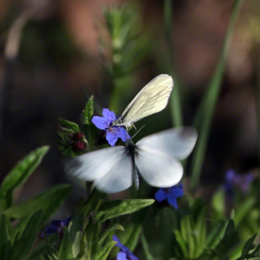 Lobau - Tintenfleckfalter