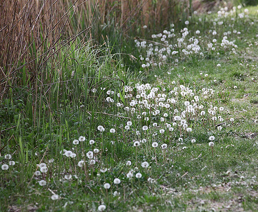 Lobau - Löwenzahn-Samen