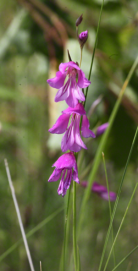 Sumpf-Gladiole Gladiolus palustris