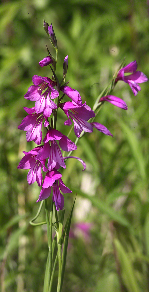 Sumpf-Gladiole Gladiolus palustris