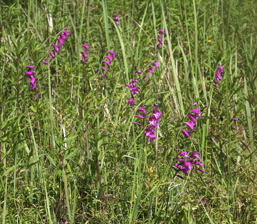 Sumpf-Gladiole Gladiolus palustris