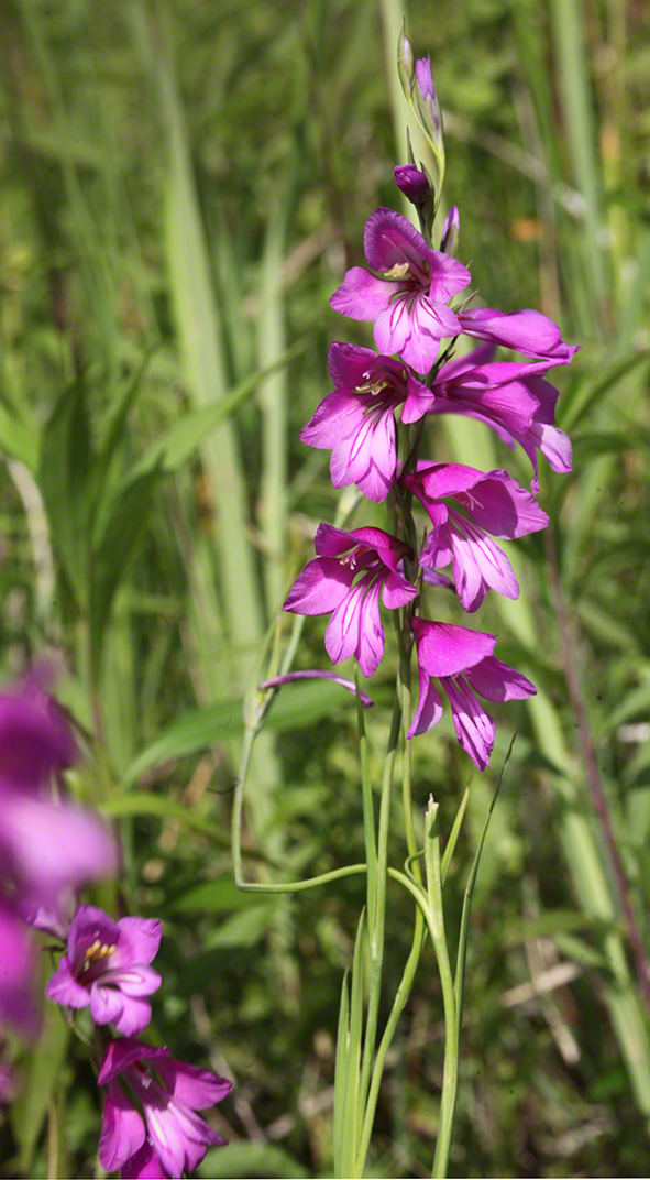 Sumpf-Gladiole Gladiolus palustris