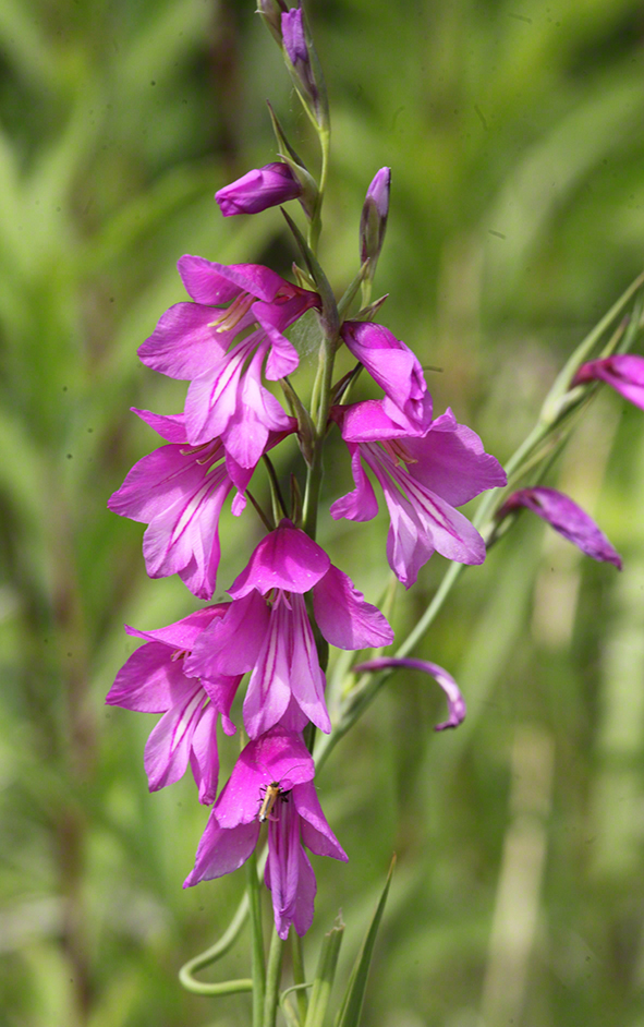 Sumpf-Gladiole Gladiolus palustris