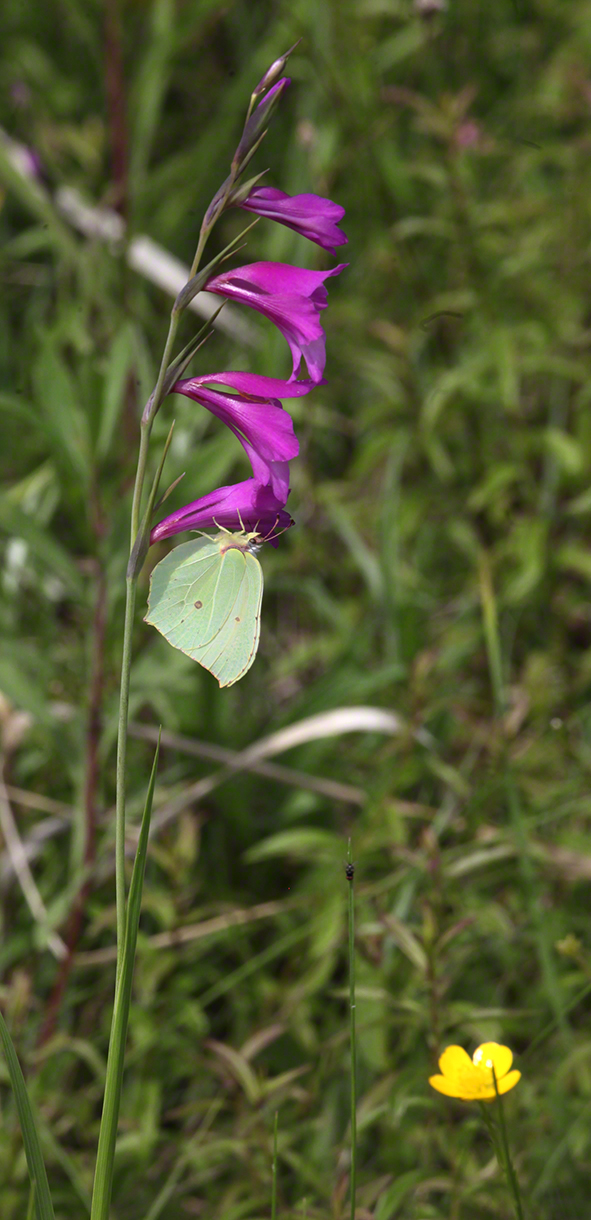 Sumpf-Gladiole Gladiolus palustris