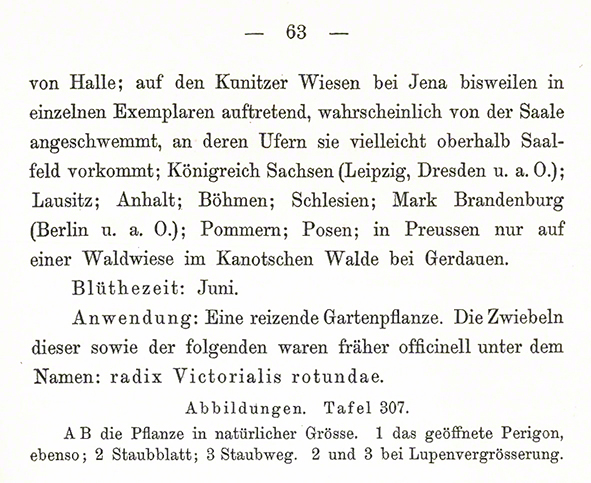 Schlechtendal Sumpf-Gladiole Gladiolus palustris
