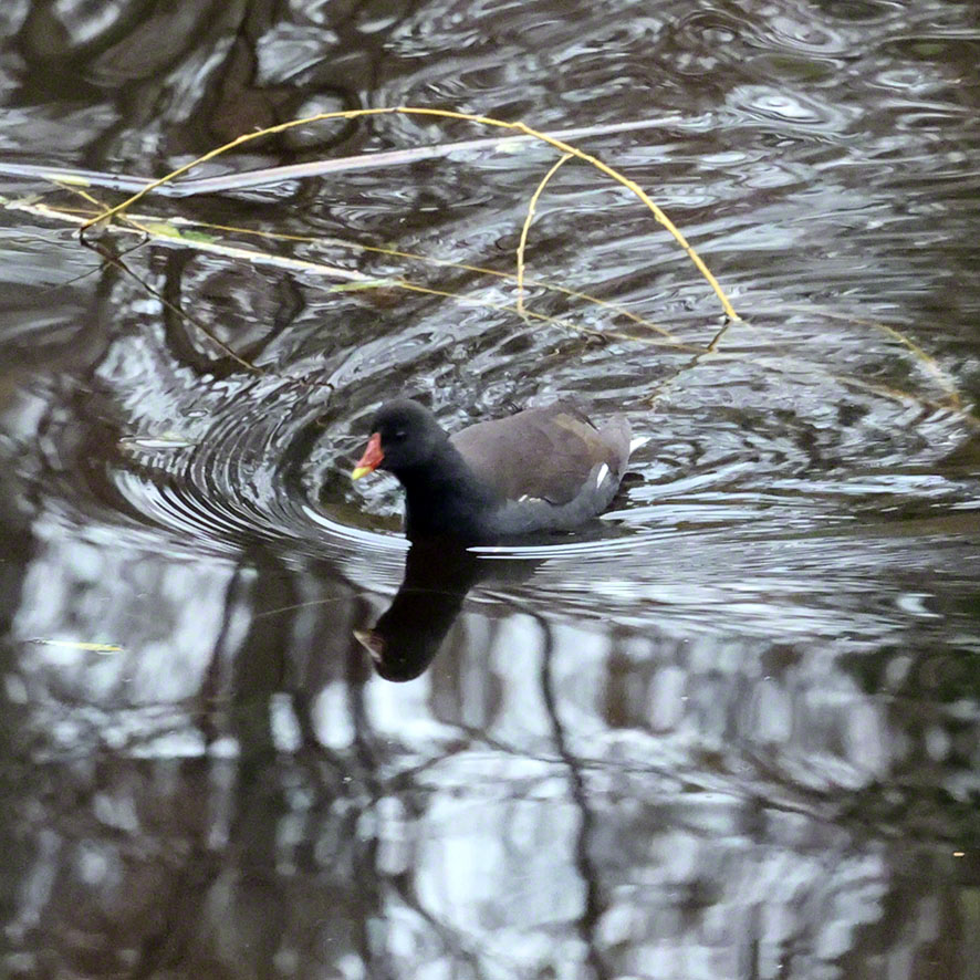 Teichralle im Türkenschanzpark