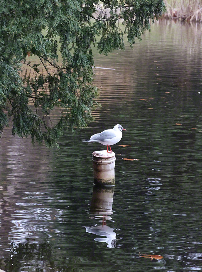 Möwe im Türkenschanzpark