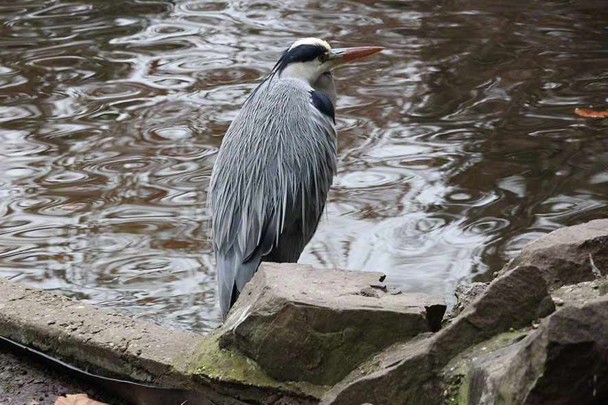 Graureiher im Türkenschanzpark