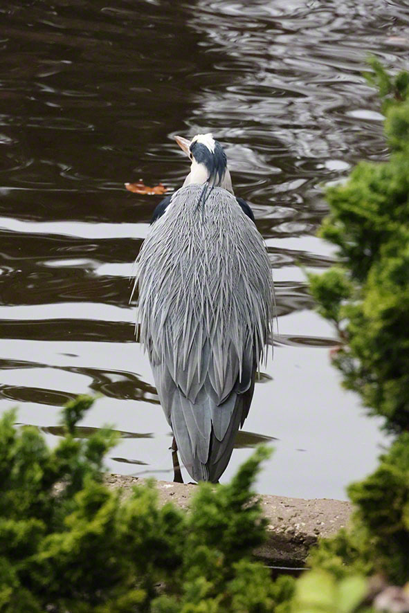 Graureiher im Türkenschanzpark