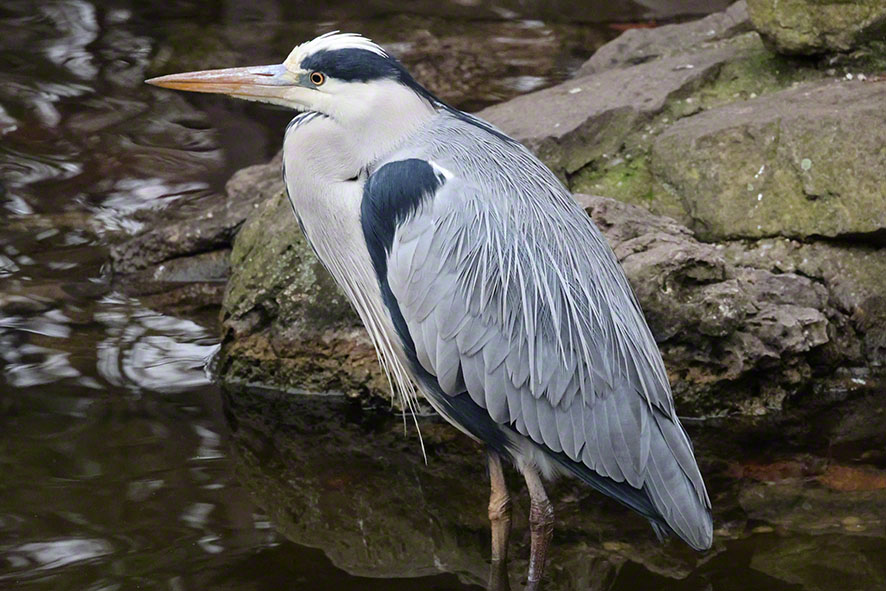 Graureiher im Türkenschanzpark