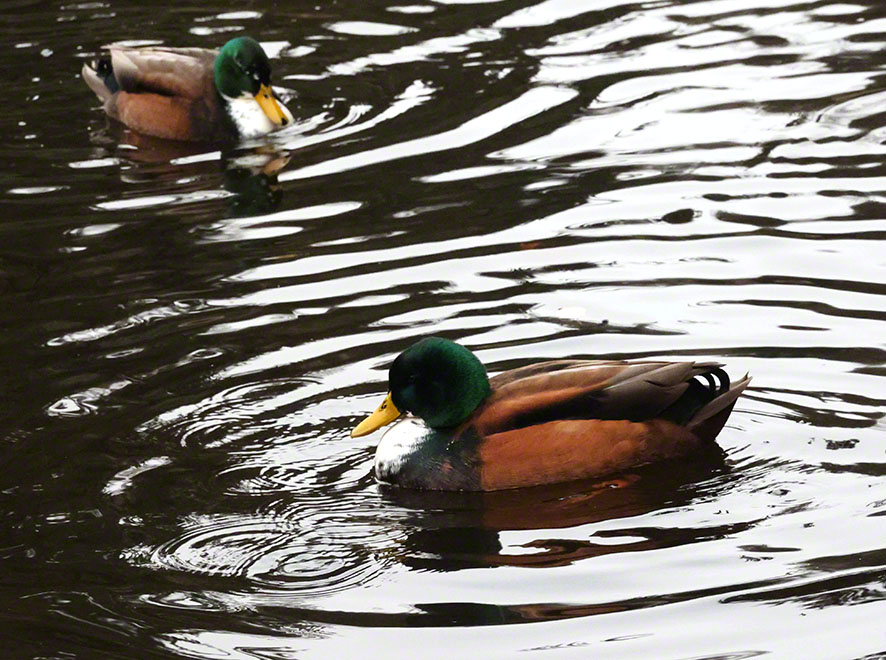 Enten im Türkenschanzpark