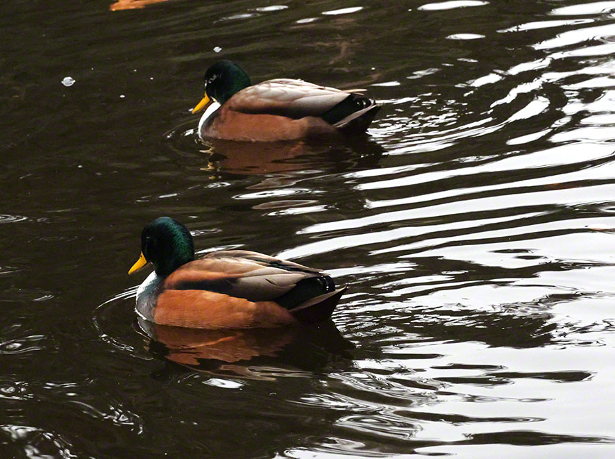 Enten im Türkenschanzpark